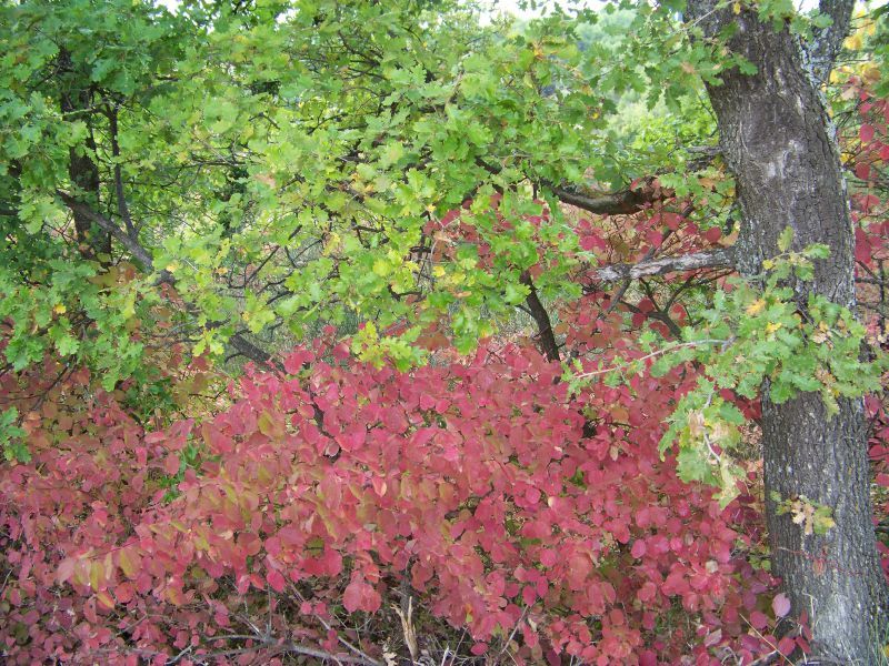 Automne 2011 (13)