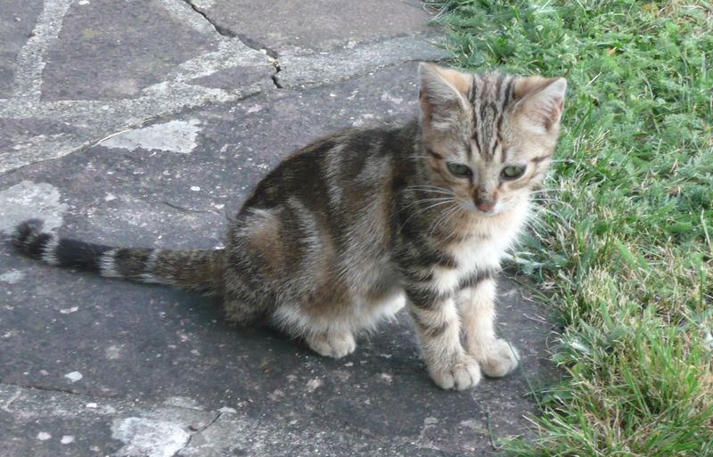 chat1