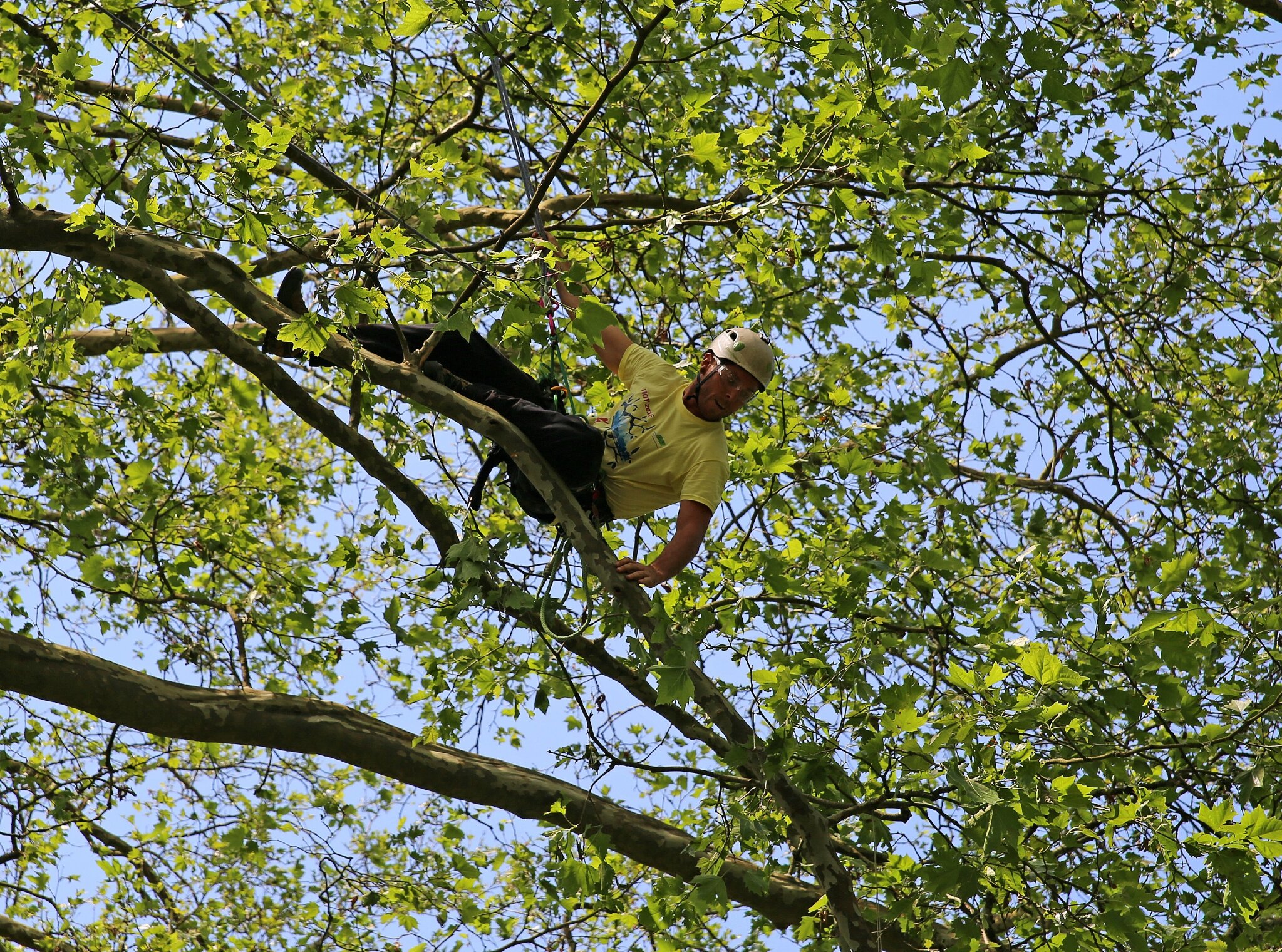 Rencontre nationale d'arboriculture 2016