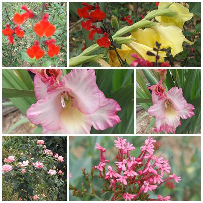 Conserves & jardin (20)