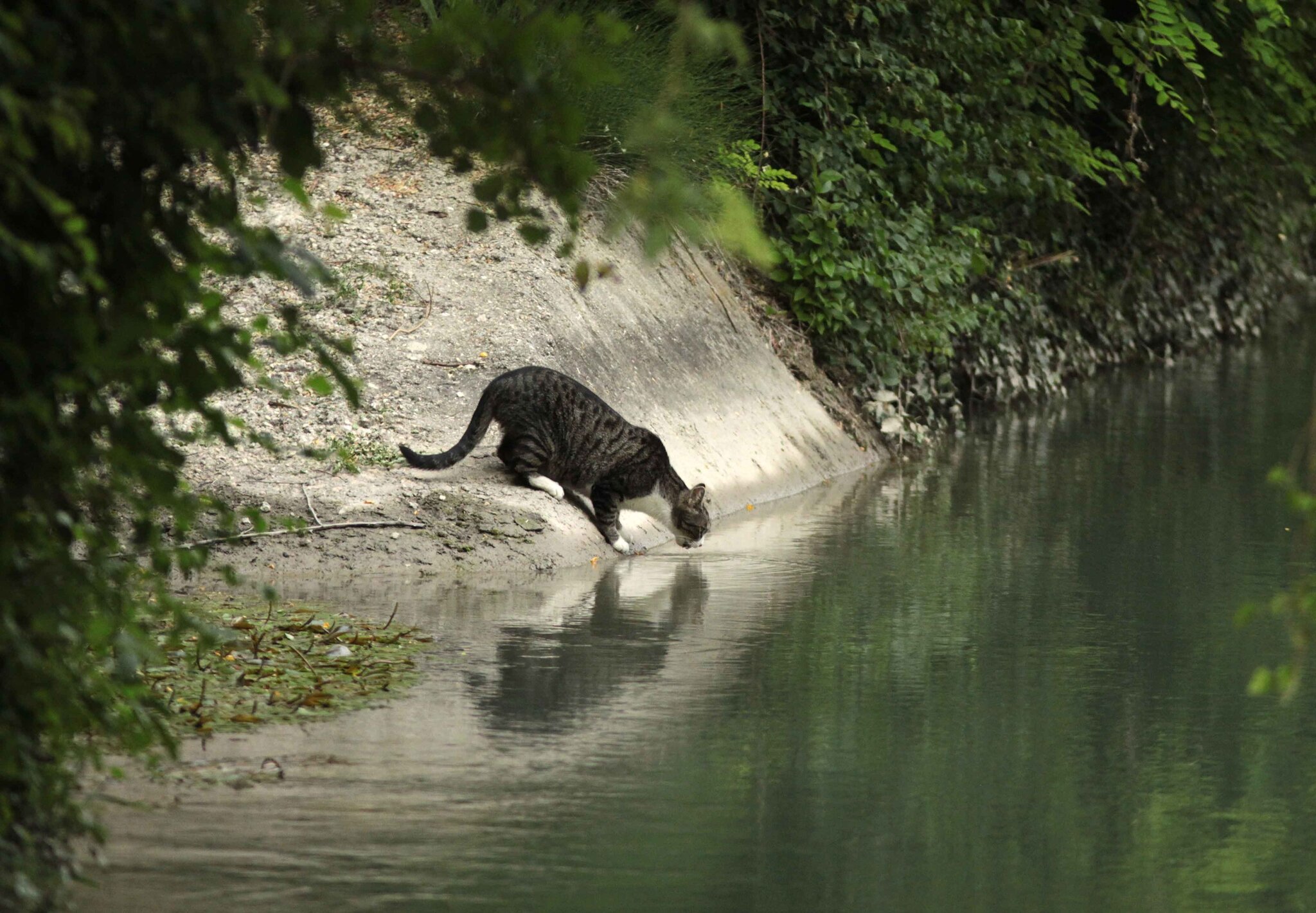 Chat cavaillon