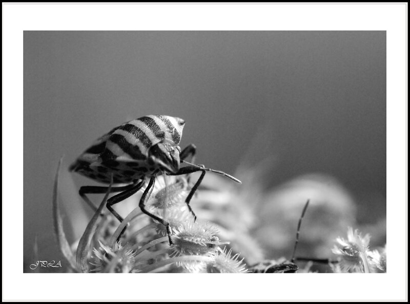 14 07 25 14 07 23 105 macro1165 b