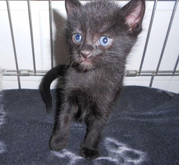 Chat lycos