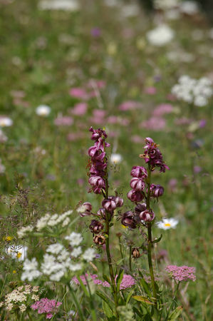 IMGP0809
