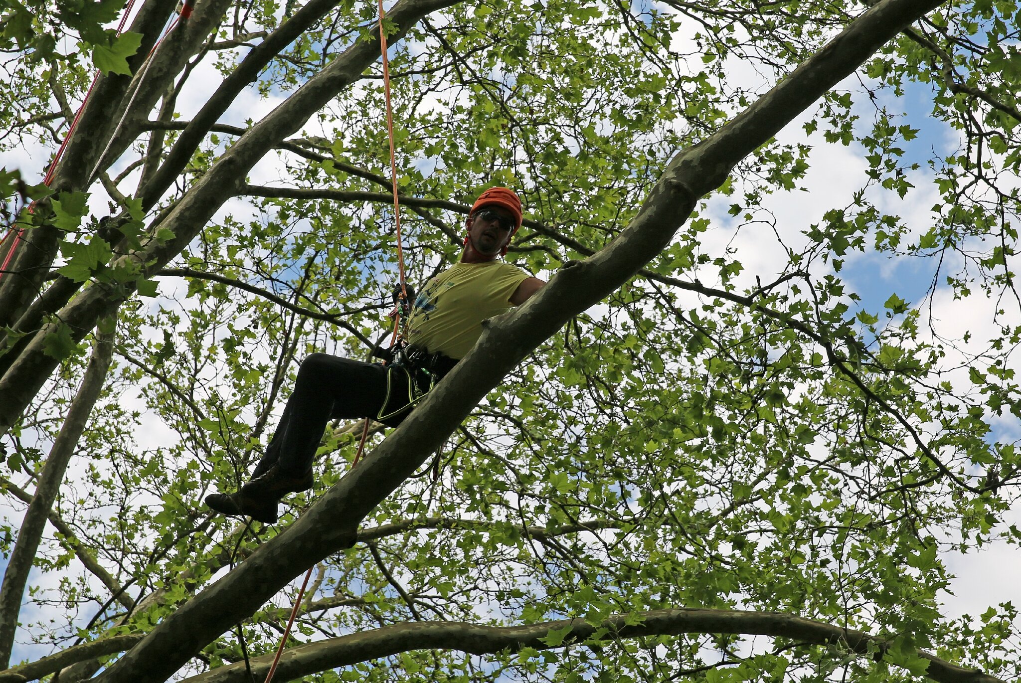 Rencontre nationale d'arboriculture 2016