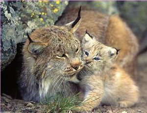 bb et maman lynx