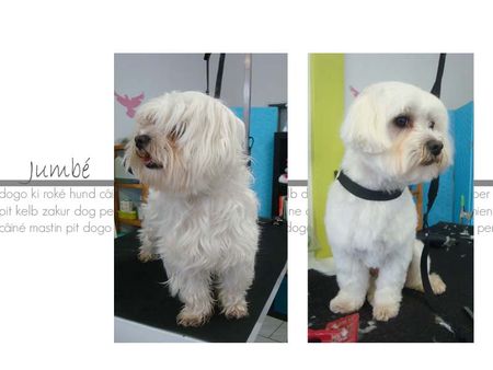 Jumb__bichon