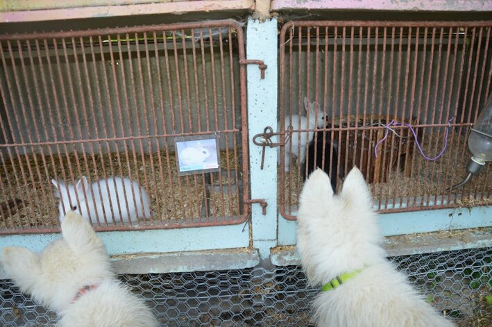 site de rencontre pour personne avec chien