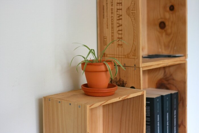 plantes (8)