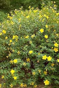 hypericum2