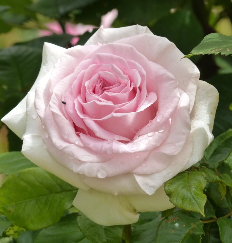 prince_jardinier