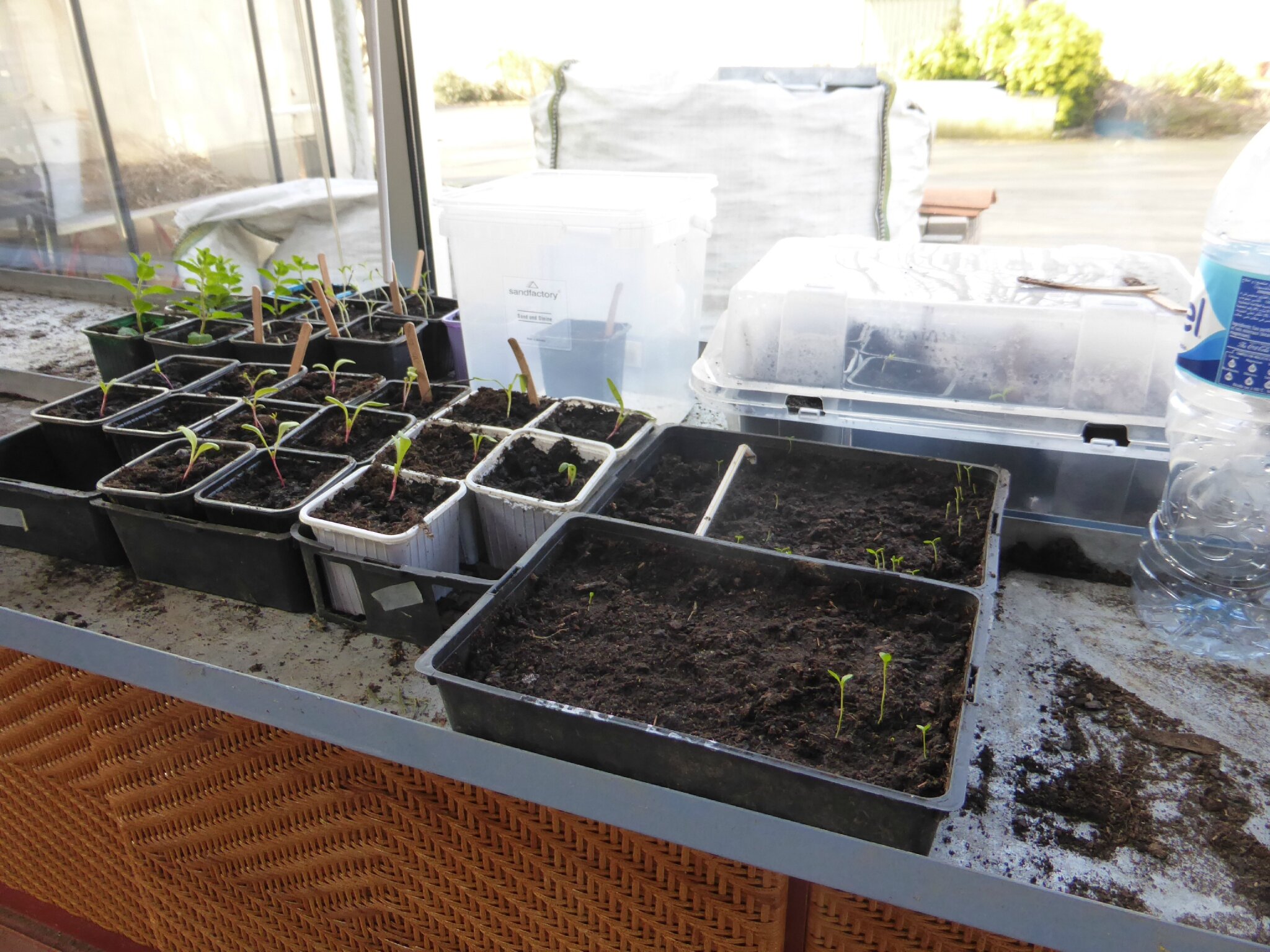 15 mars dormir dans la serre ça serait risqué.... passion potager
