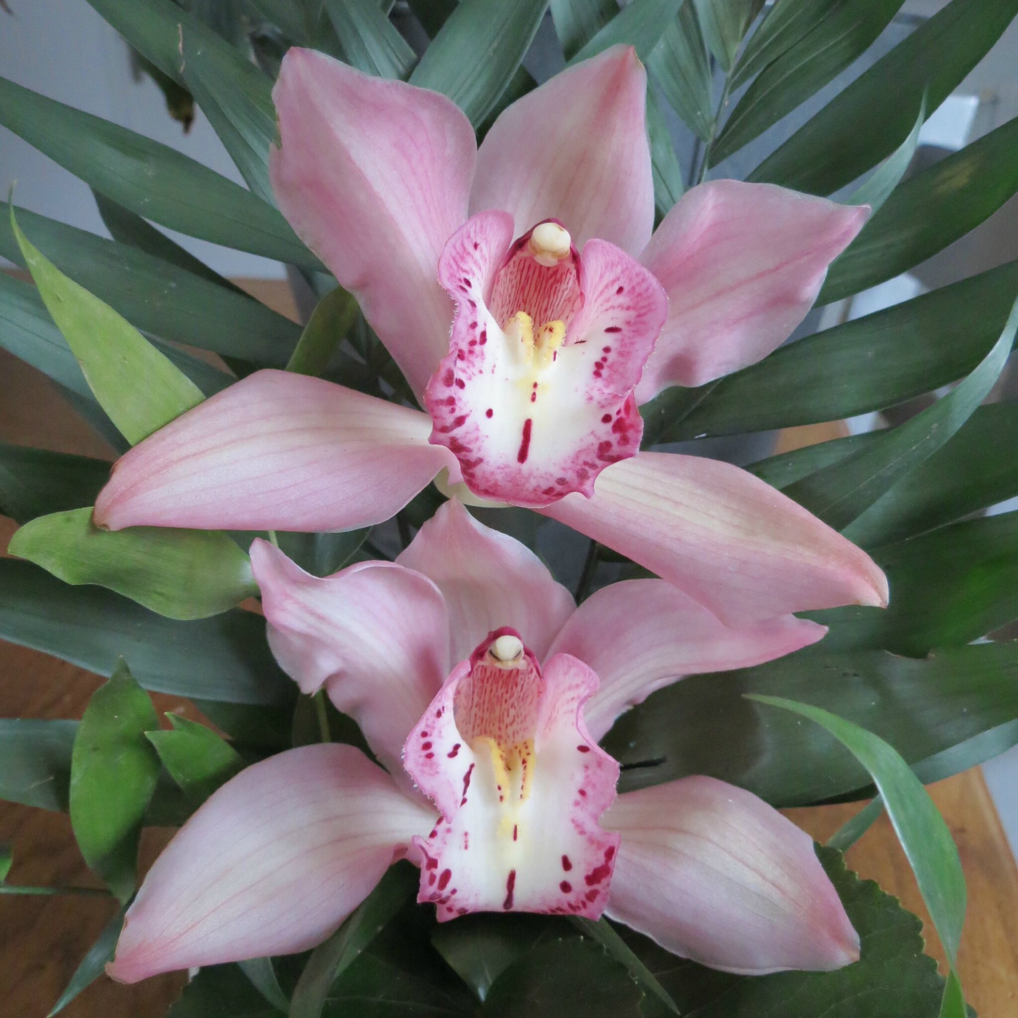 Bravo à Greenye pour tenir le choc et à demain soir chez elle pour la mosaïque de fleurs !