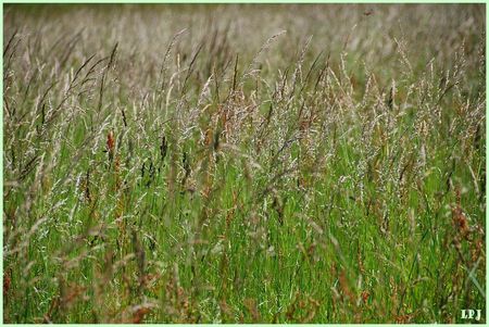 DSC_0076__Herbes_folles_