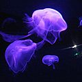 Aquariums