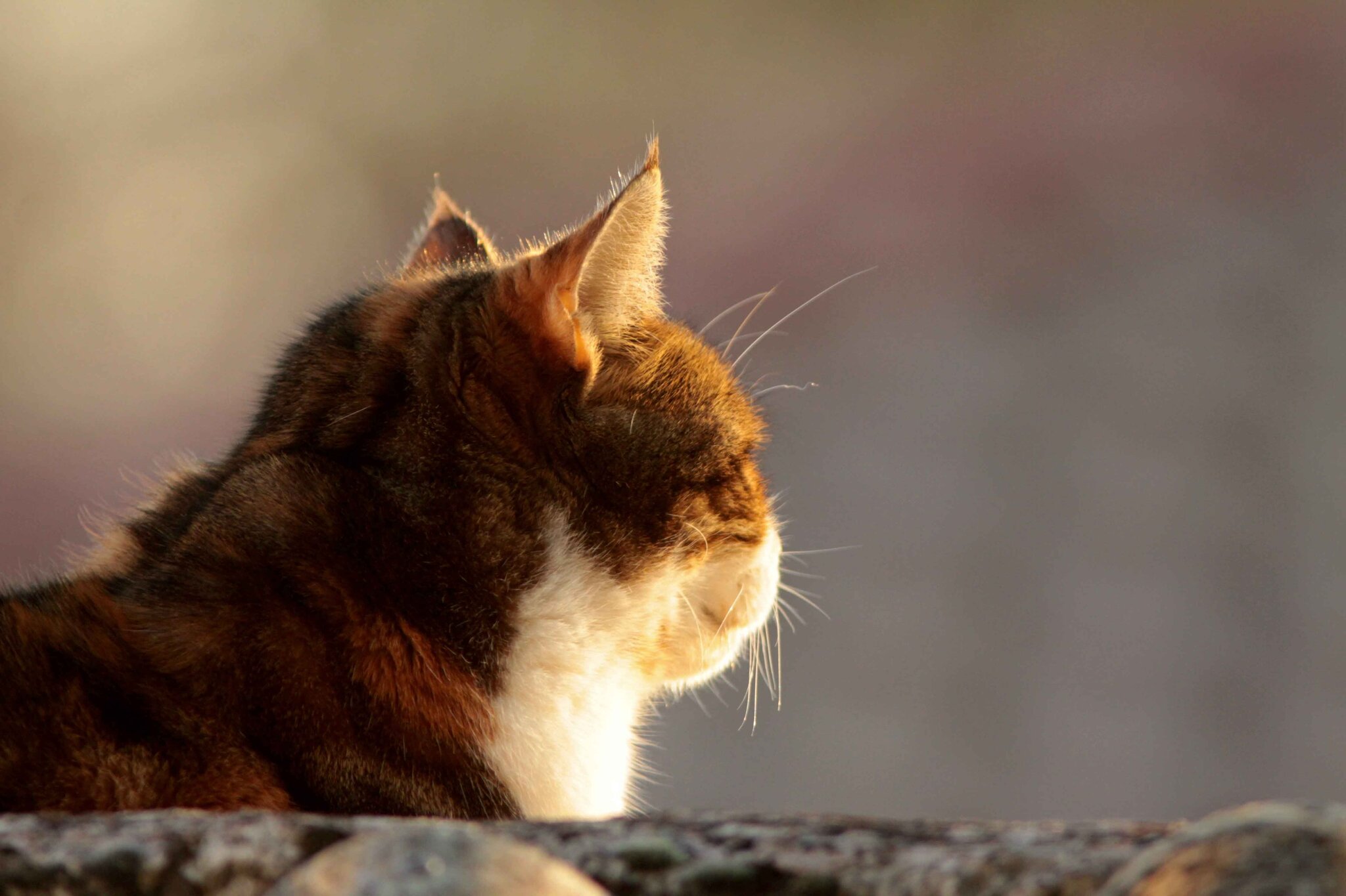 Chat cavaillon