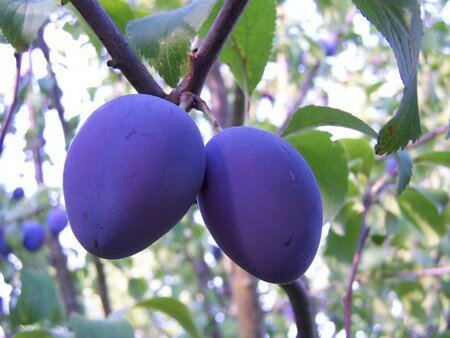 1_fruits_des_questch_0008