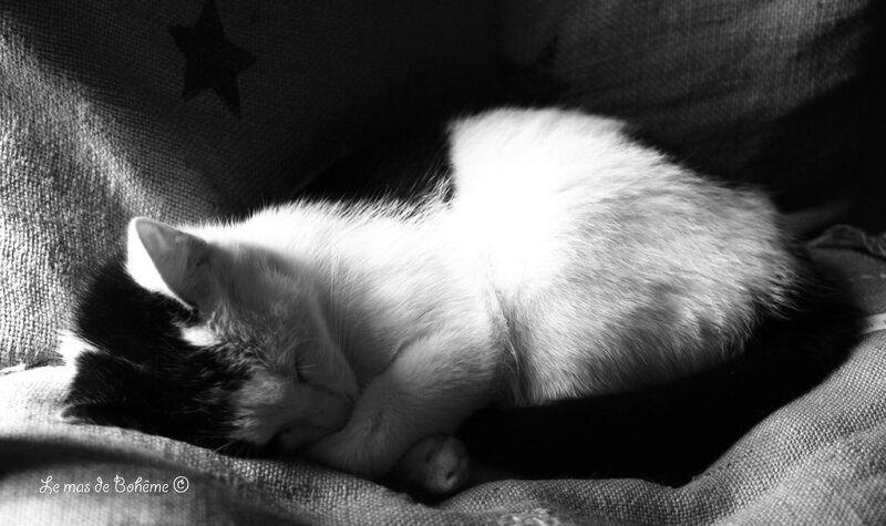 Mon chat sarrache des touffes de poils