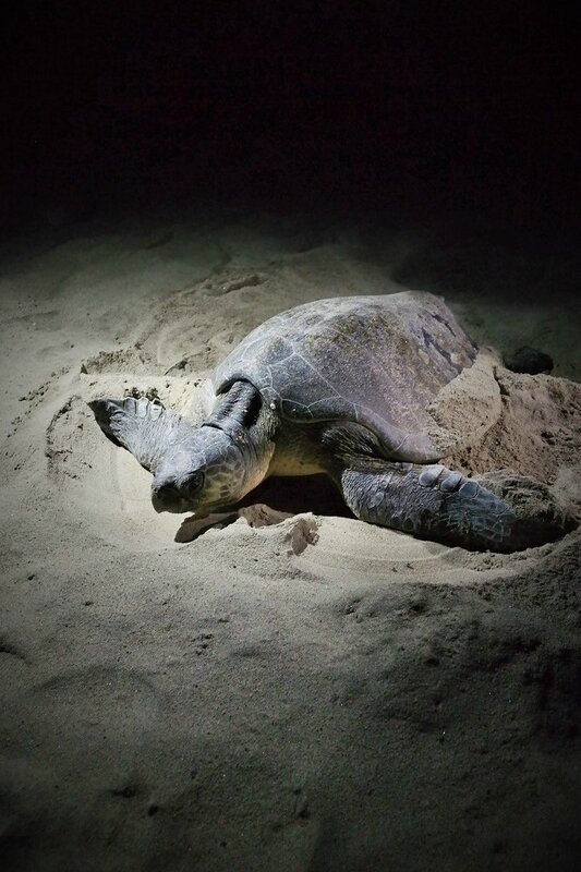 rencontre nocturne