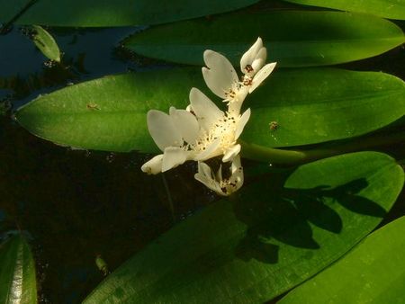 Aponogeton_distachyos