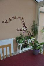 Odontoglossum