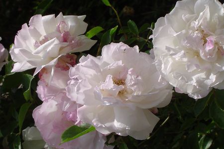 fleurs 022
