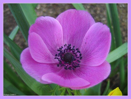 Fleur