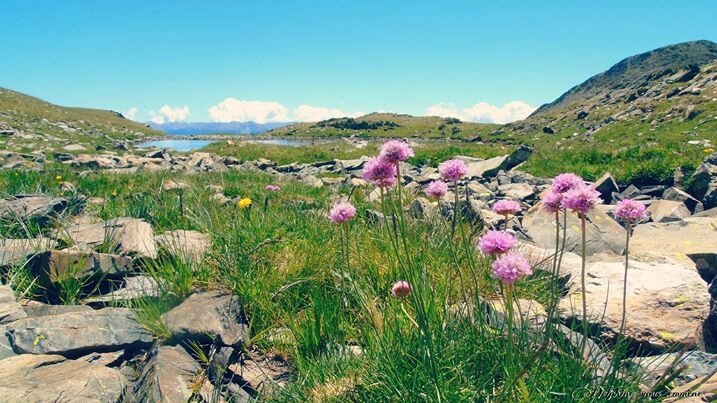 rencontres plantes bactéries