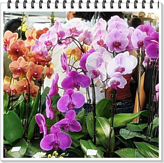 ORCHIDEES DIVERS AAAAAA