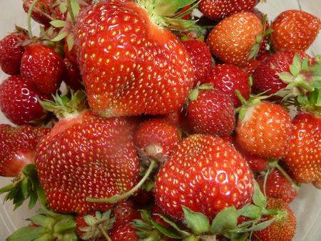 14-fraises récolte 1 aout (3)