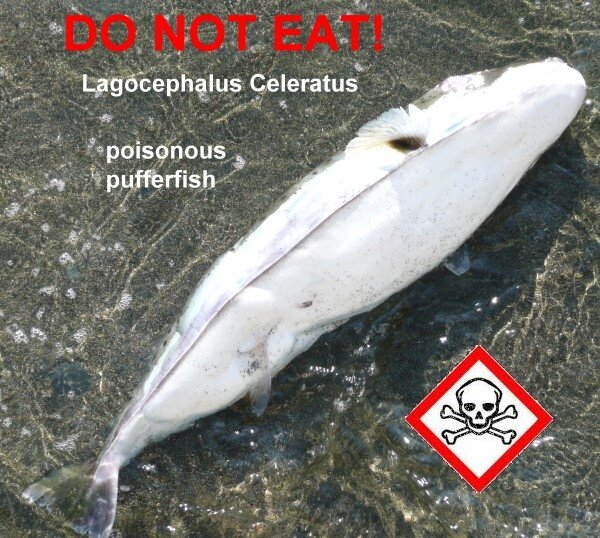 lagocephalus2