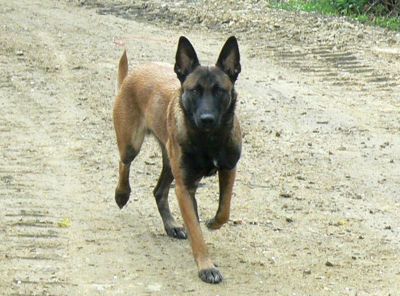 LES SPORTS CANINS - La fée qui murmurait à l'oreille des LES SPORTS CANINS - La fée qui murmurait à l'oreille des