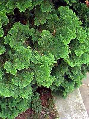 cham_obt_nana_gracilis_