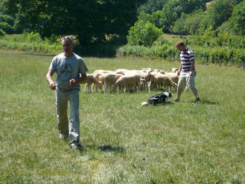 Formation perfectionnement pour chiens de conduite Formation perfectionnement pour chiens de conduite