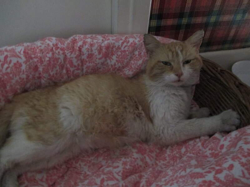 Chat dieppe