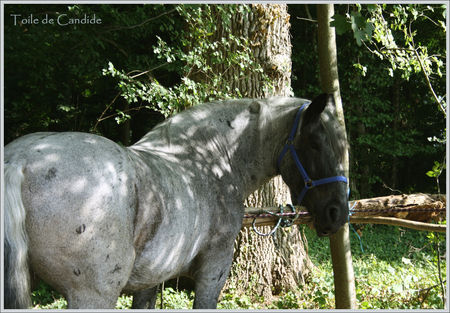 candide et ses rencontres