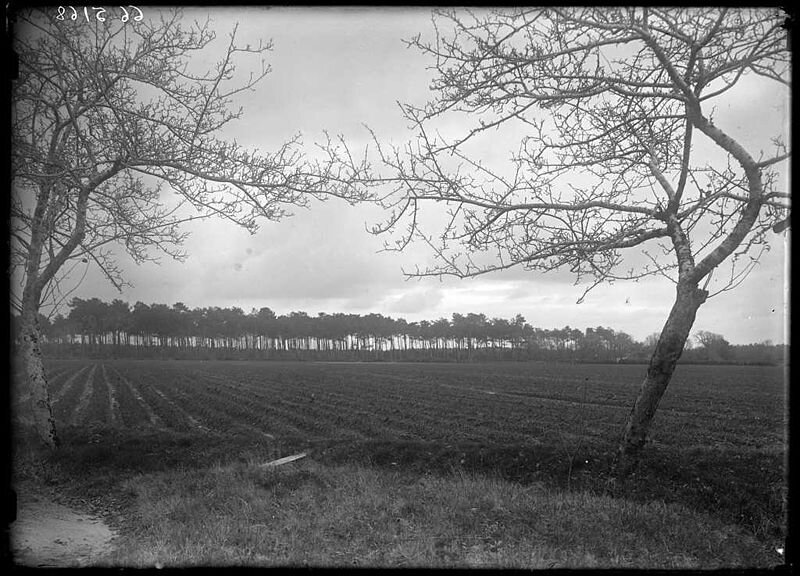Vieux_pins_de_Grué_Lüe_1910
