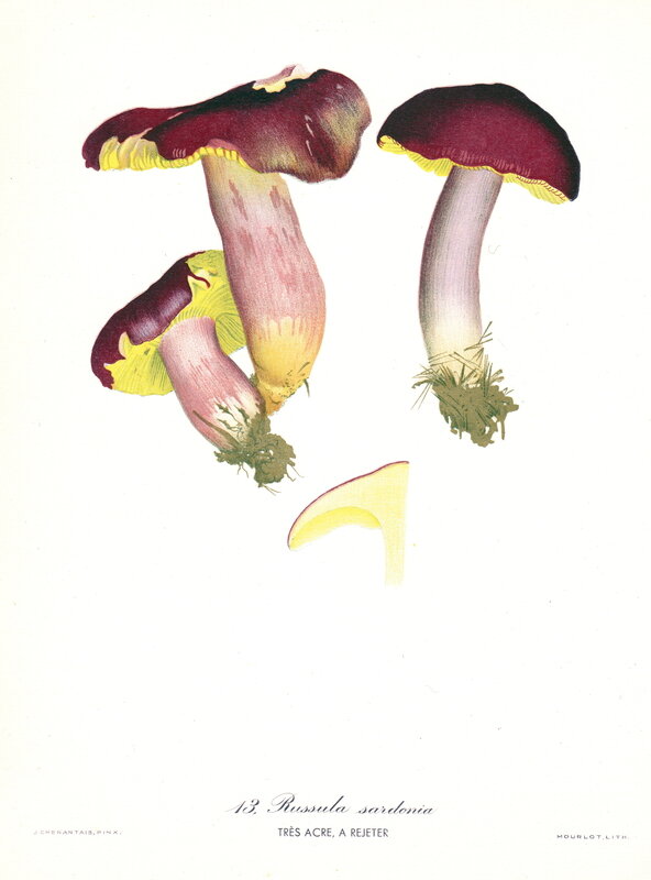Russula_sardonia pl. 13 drimeia Chenantais