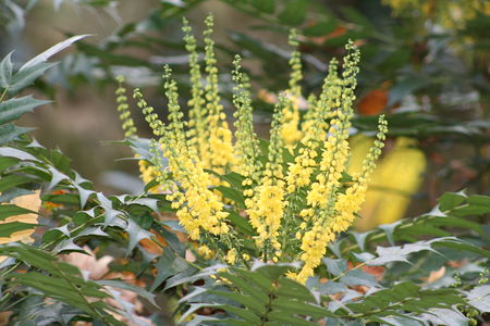 fleurs_1_dec_2006_021