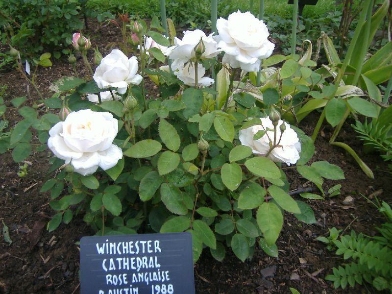Check spelling or type a new query. Winchester Cathedral Rose Window . rosier Winchester cathedral - les jardins de la Chesnaie