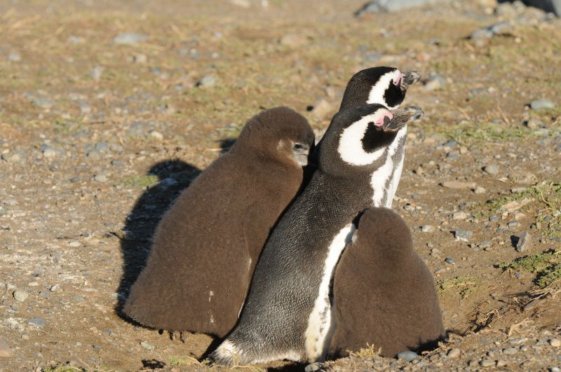 Résultat de recherche d'images pour "pingouins et ile magdalena"
