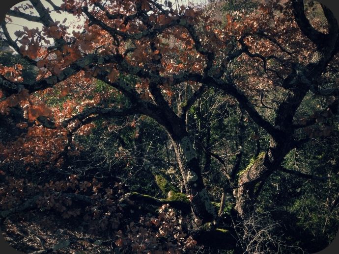 fin_d_automne
