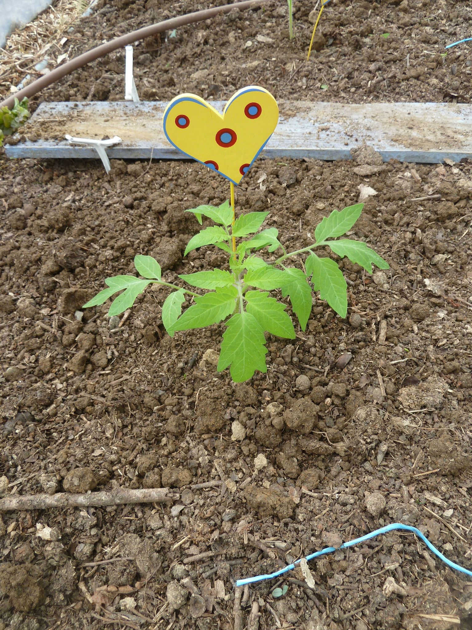 11/04/2013 tomates sous serre passion potager