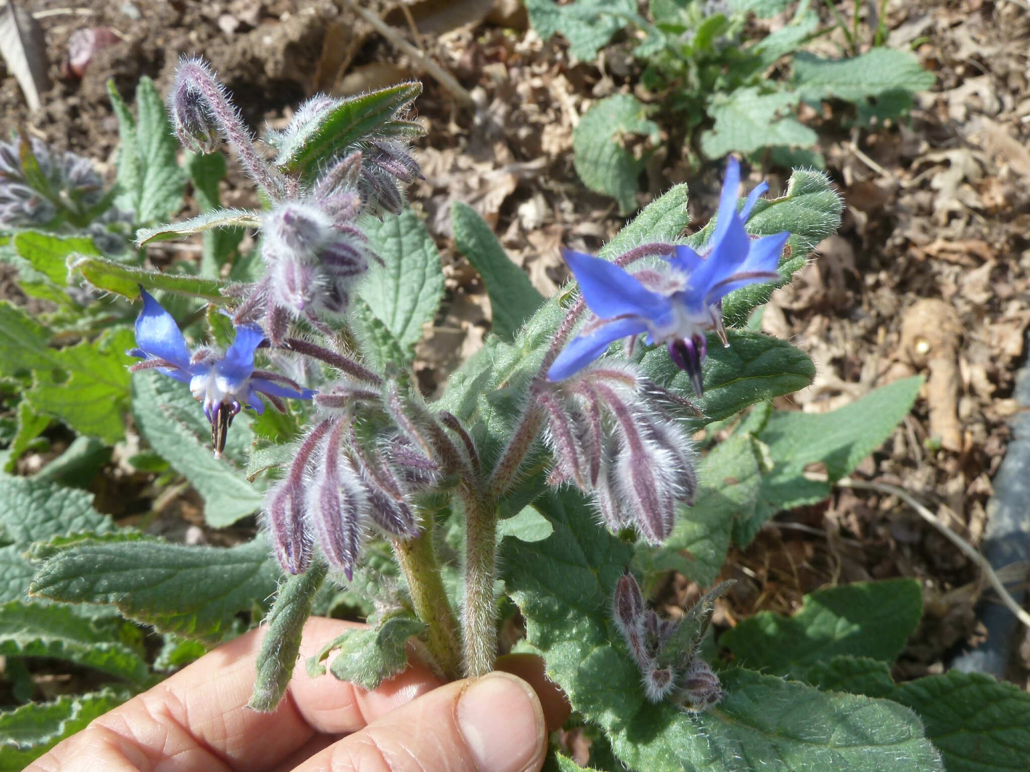 4 avril patience et bonnes idées.....pour jardiner passion potager