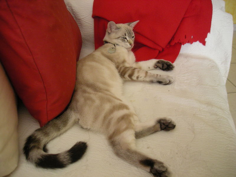 Chat lycos