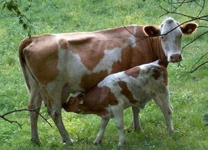 veau-tete-vache