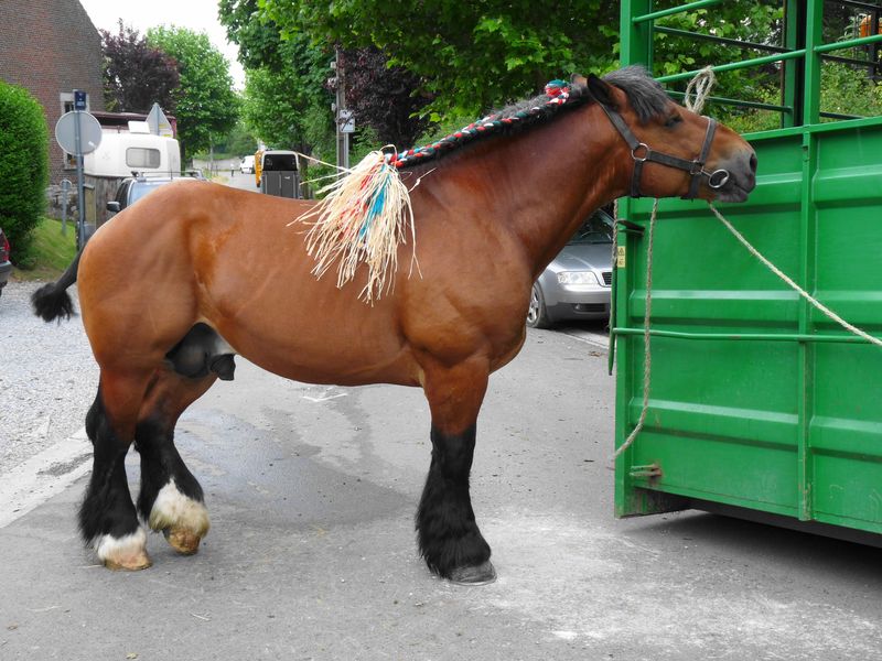 cheval de trait concours