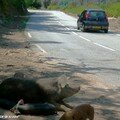 Cochons en liberté sur le bord de la route