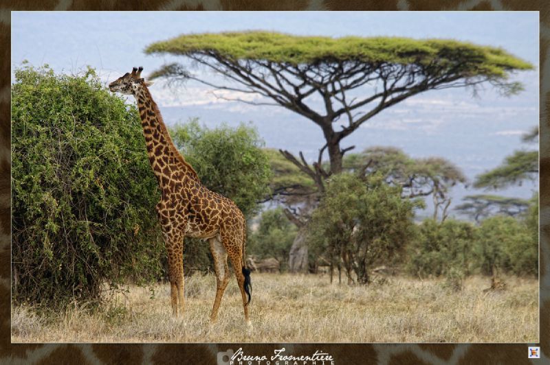 Girafe 3b