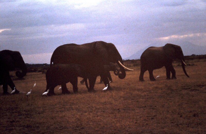 amboseli elephants troupeaux ff